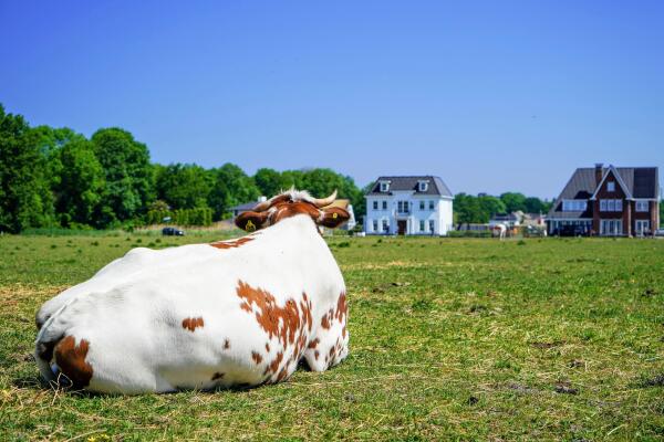 photo 50 Nederhoflaan 12